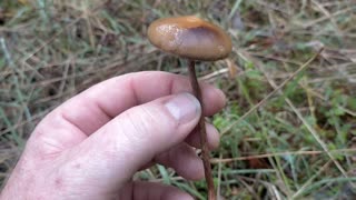 A tip for beginners... Magic mushrooms