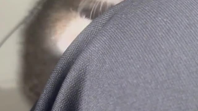 Baby cat!