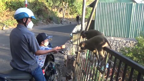 How do monkeys drink water while living with humans?