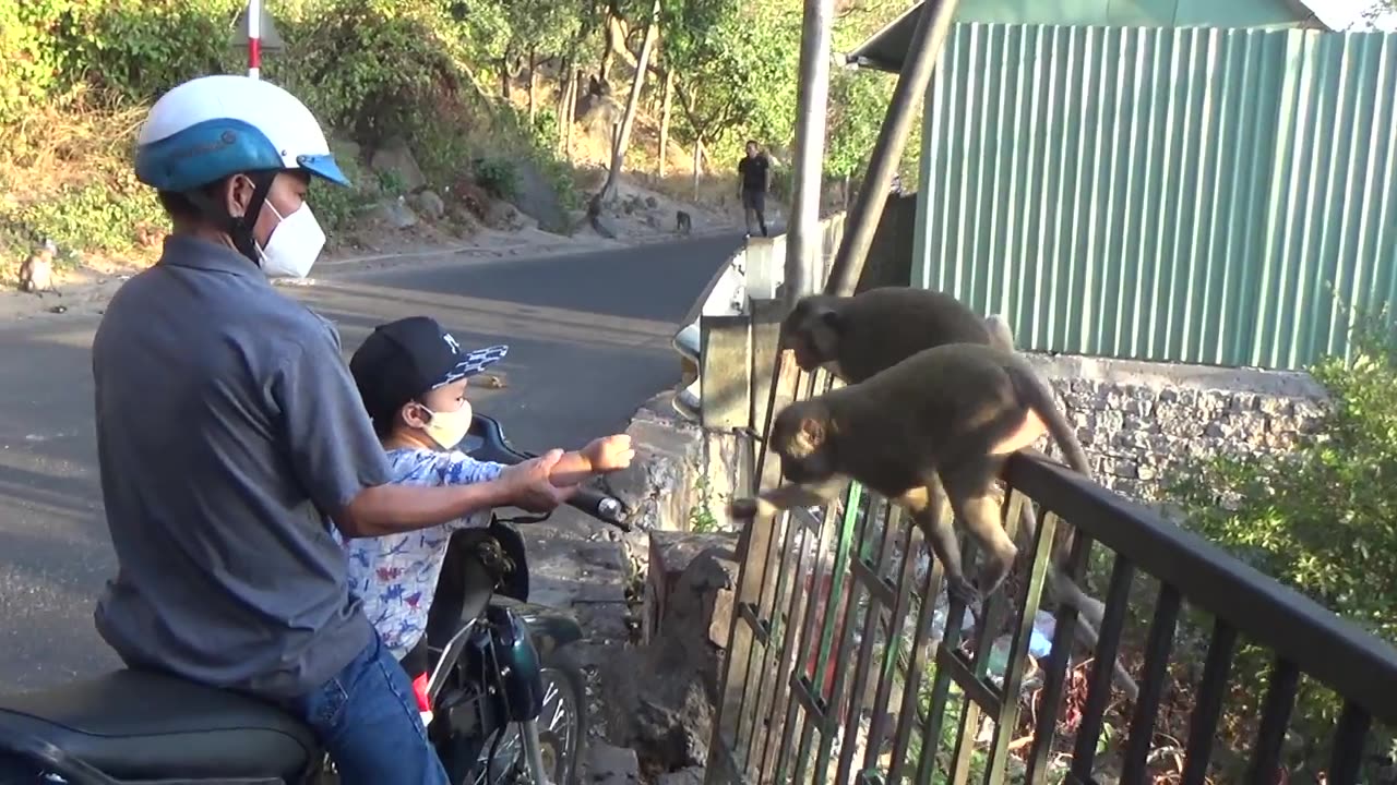 How do monkeys drink water while living with humans?