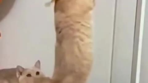 Two cute cat