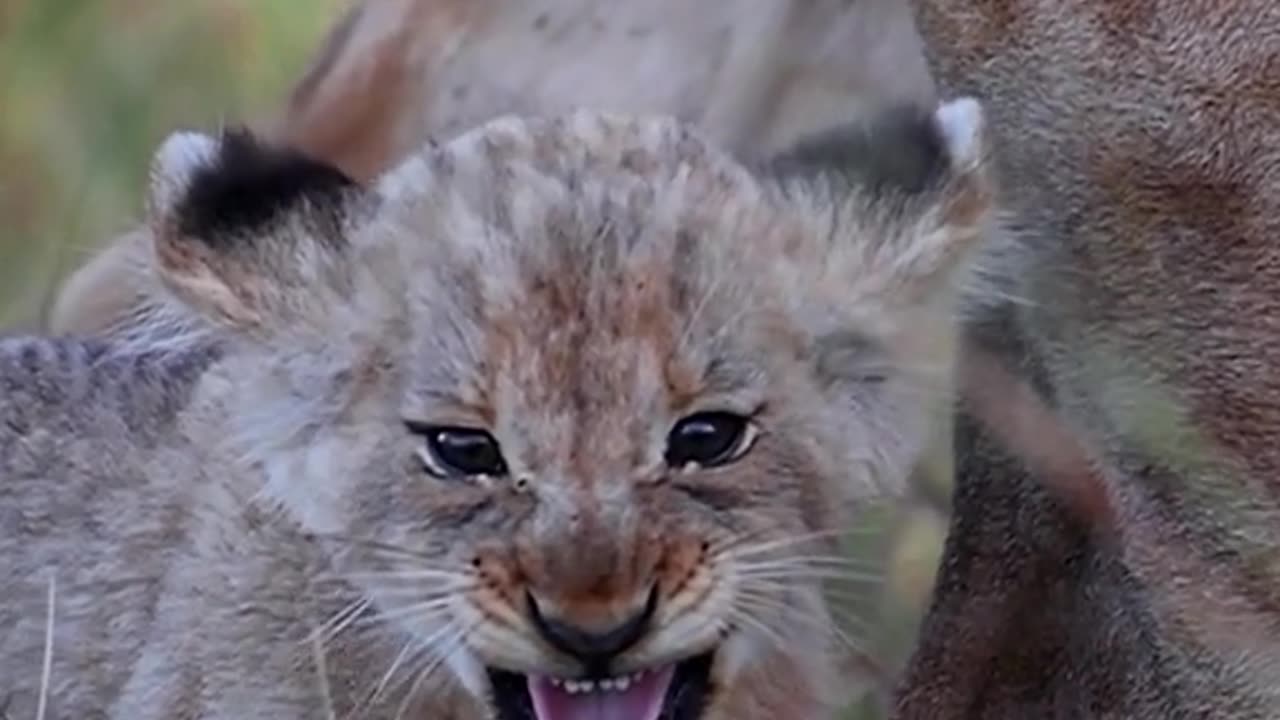 Face to face with a family of LIONS!