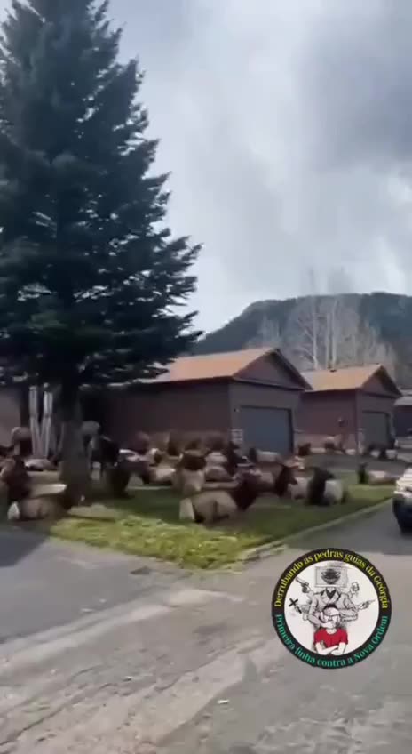 🇺🇸 Many deer and elk have emerged from the woods in Colorado …