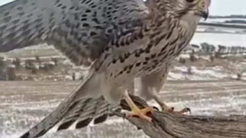 Graceful Way Kestrel Comes in to Land #shorts #viral #shortsvideo #video