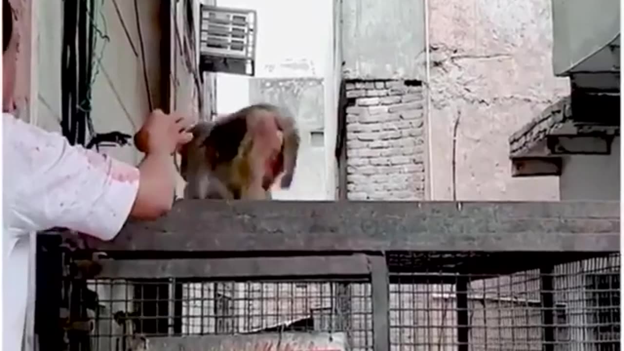 Funny moments monkey menance people doing