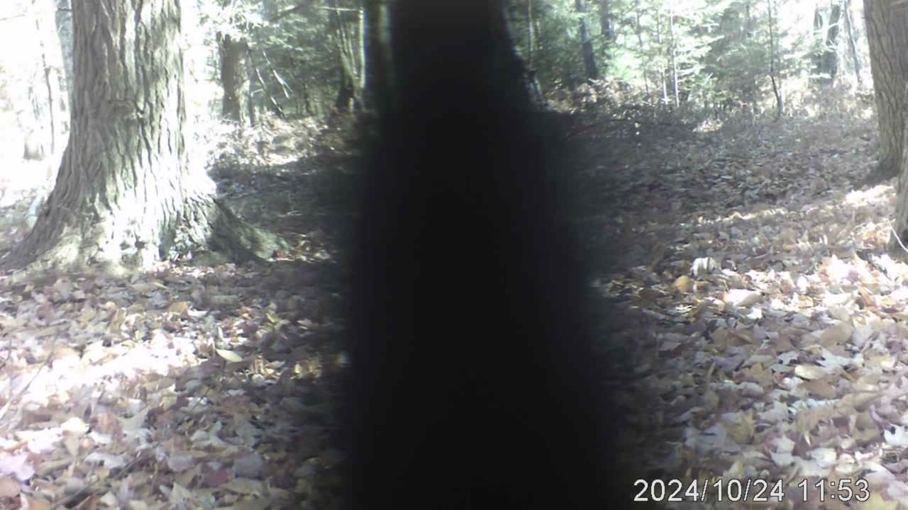 Northern Michigan trail cam 7 deep in the woods