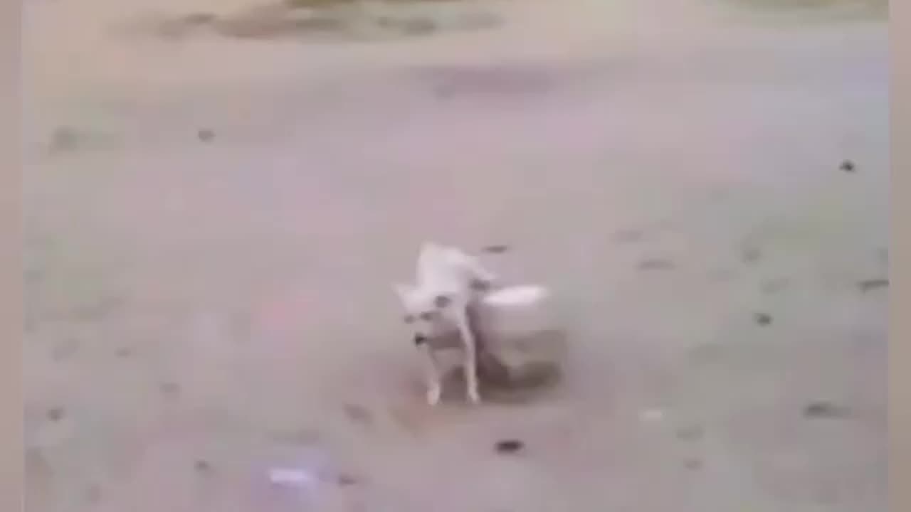 Random funny vedio 🤣🤣🤣