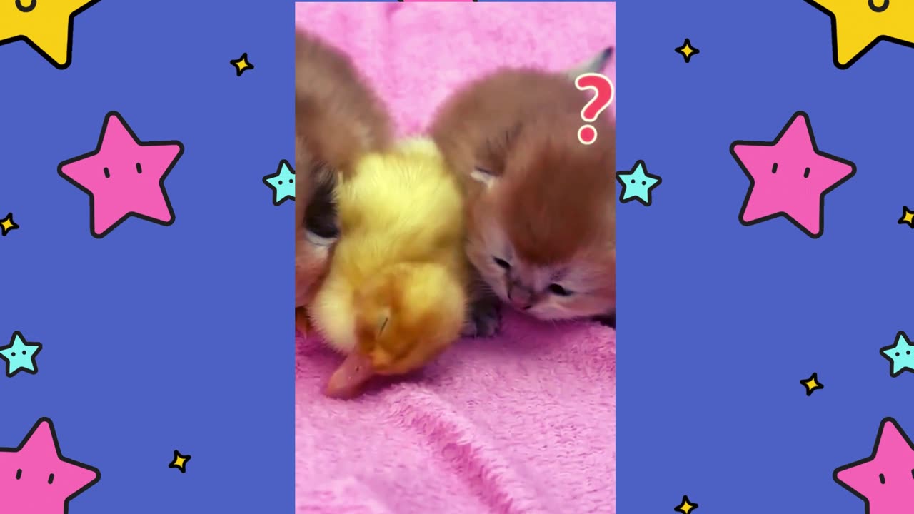 The Cute Duck And Kitten Sleep Together.