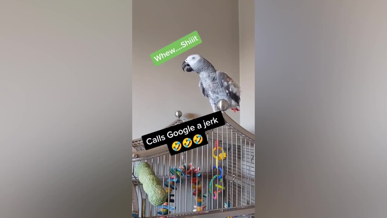 Funny pets