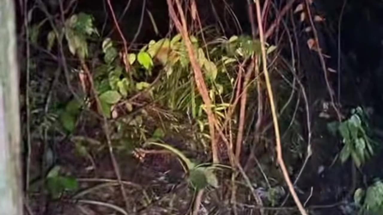 Ghost on camera paranormal activity part 64