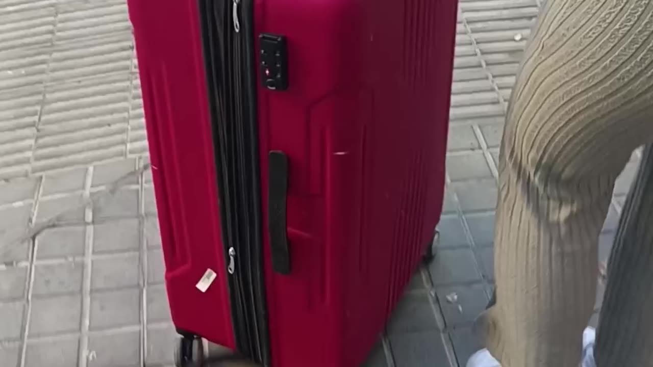 Son in a Suitcase