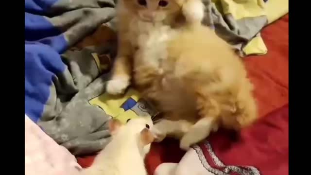 Full funny moments cat video viral