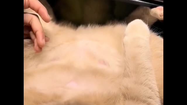 It's really fat