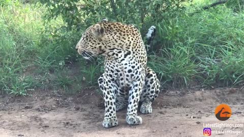 Hyena fight Leopard to the end!
