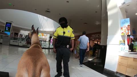 Great Dane Cash 2.0 goes to a mall indoors