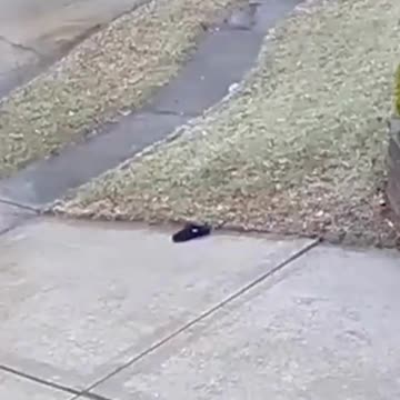 Funny Security Cams Holy-Slip