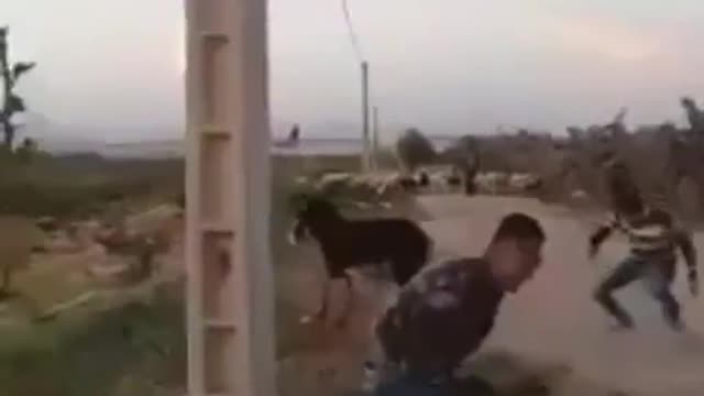Donkeys are not as loyal as dogs😂