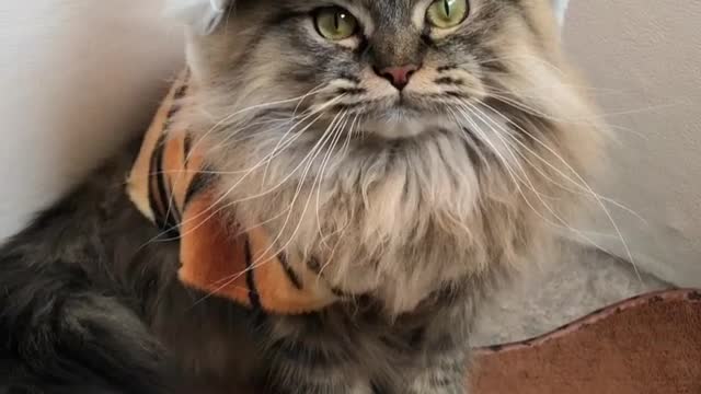 Tiger head or lion head?