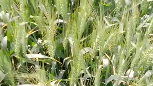 Wheat crop