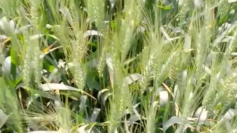 Wheat crop