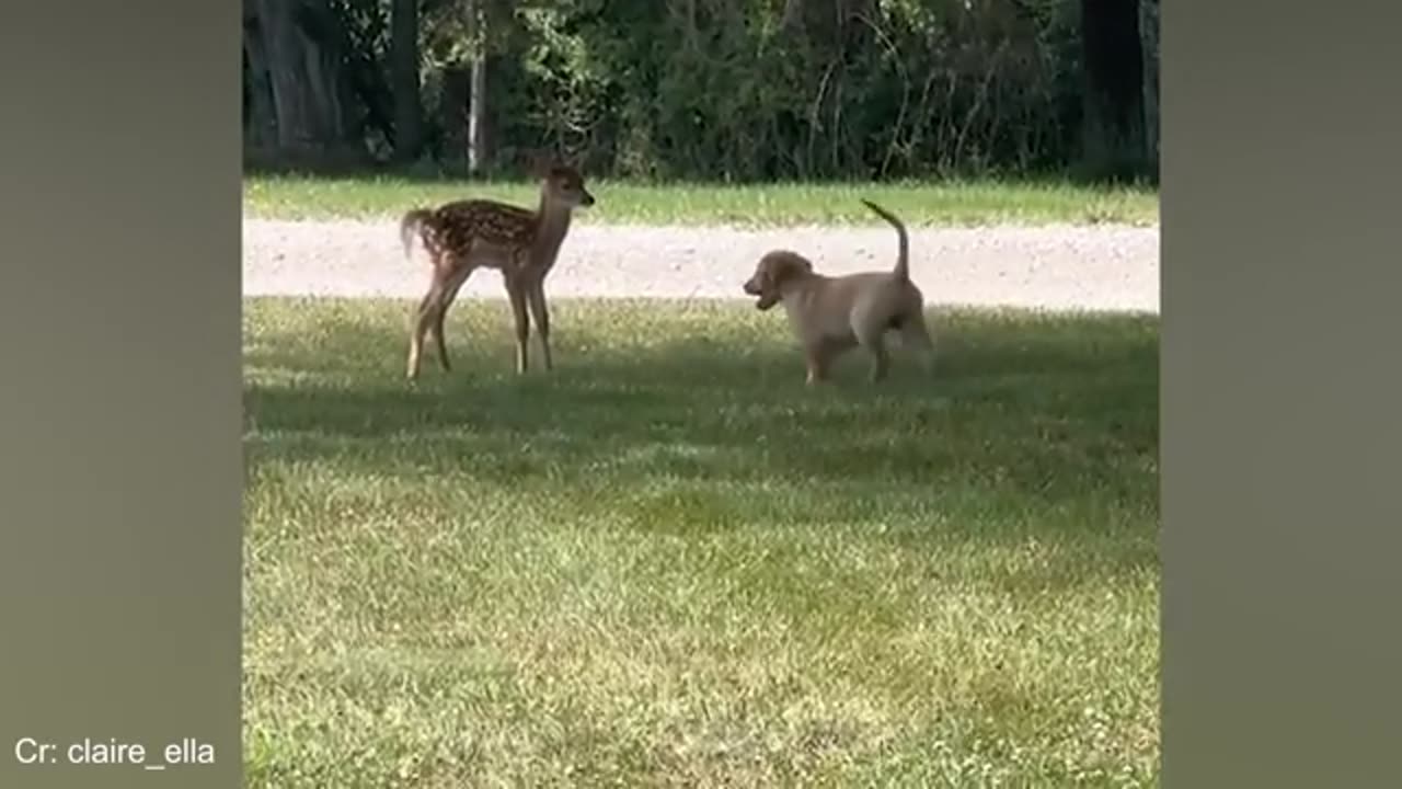 When your dog is a total social butterfly