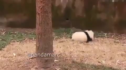 Panda|Funny animal videos|Cute animal videos |Hilarious pet videos|Funny video