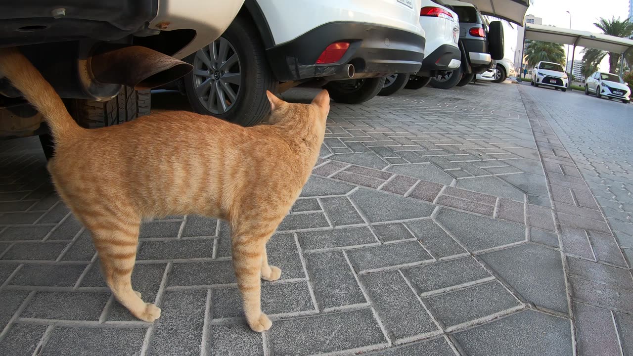 ED SHEERAN - Homeless cat in Ras Al Khaimah, UAE #cat #cats #EdSheeran #emirates #rak #ae #UAE #food