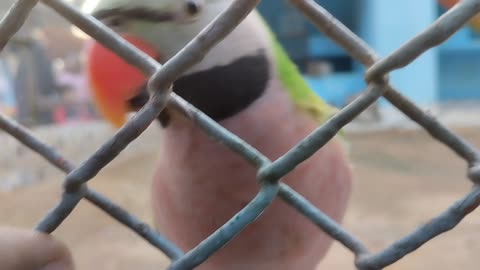 Parrot in zoo