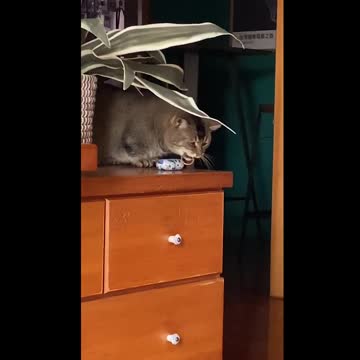 Cat Is Like "Im Going To Break This" | Neville and Friends