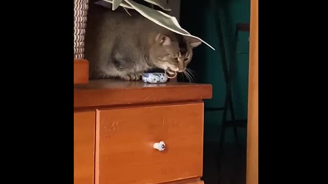 Cat Is Like "Im Going To Break This" | Neville and Friends