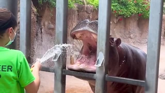 Timothy loves to play in the hose! 😎☀️🦛