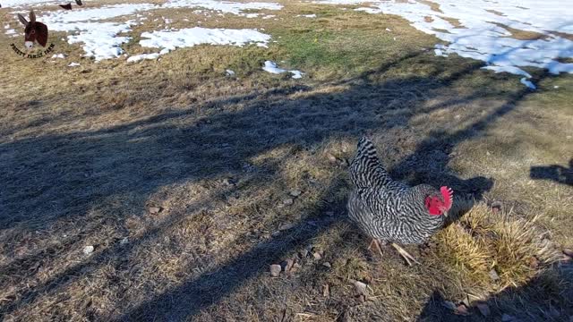 When Chickens do the "Velociraptor Run!" It's Pretty Entertaining.