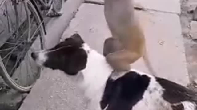 Dog Versus Cat: Which Is The Best Pet?