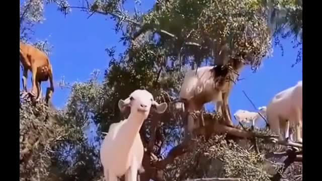 Oh, my God, at first I thought it was just a doll, but it was a real sheep in a tree