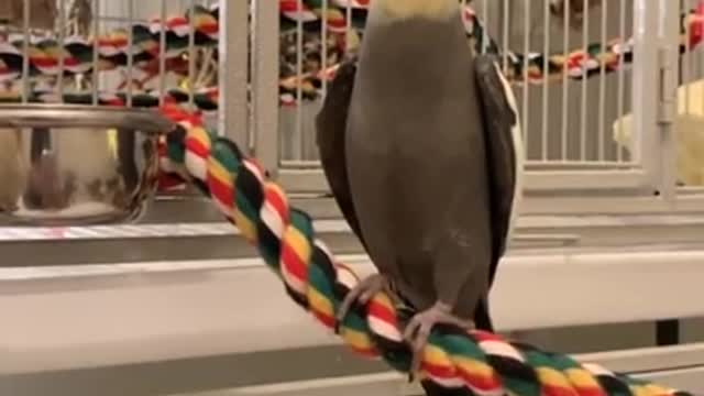 Birb singing Mickey Mouse Steamboat Willie2