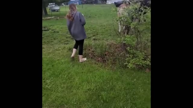 Goofy donkey laughs at dog touching electric fence