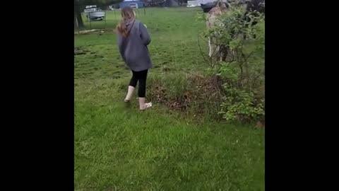 Goofy donkey laughs at dog touching electric fence