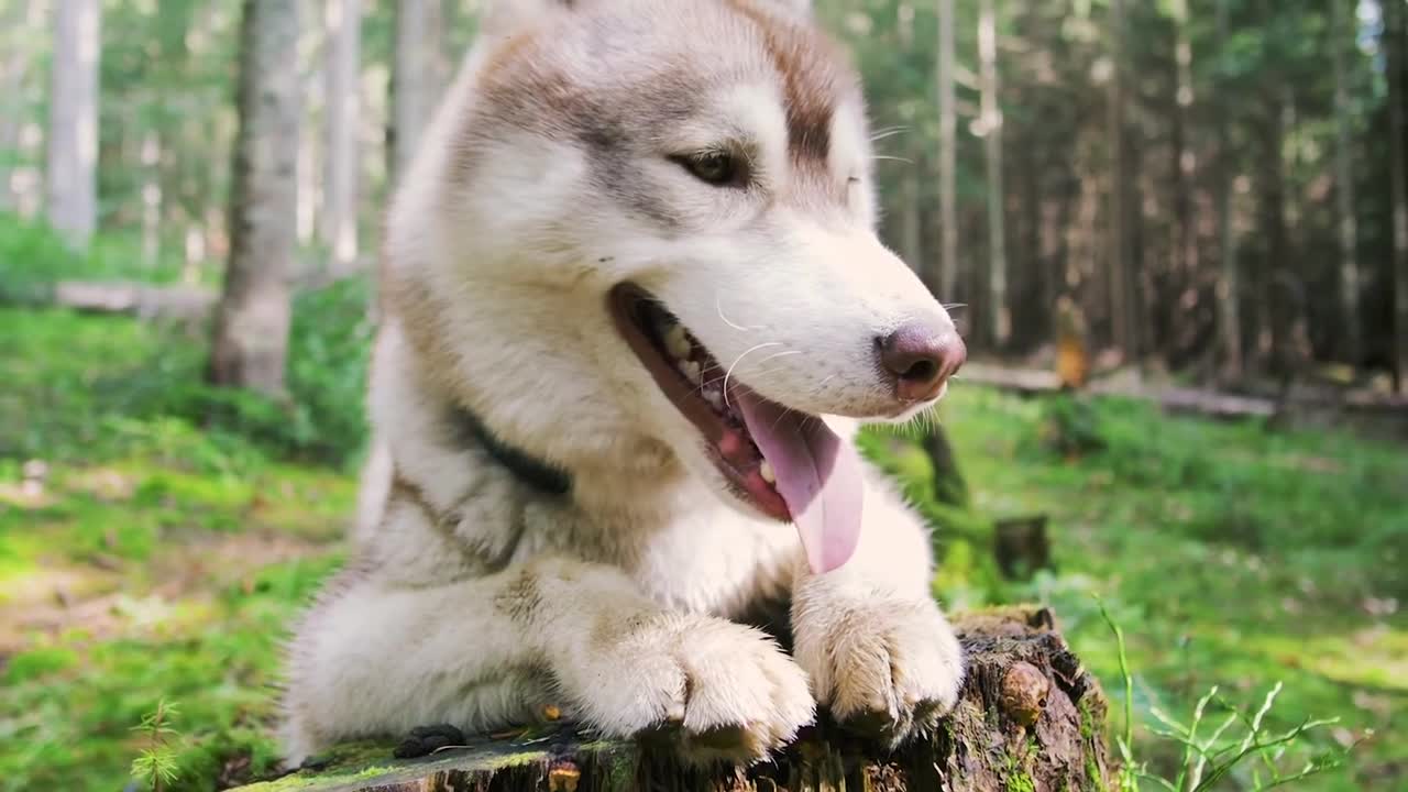 Beautiful husky video