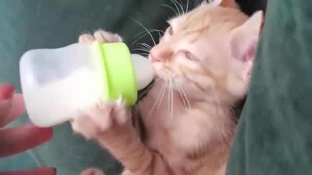 Cats drink milk