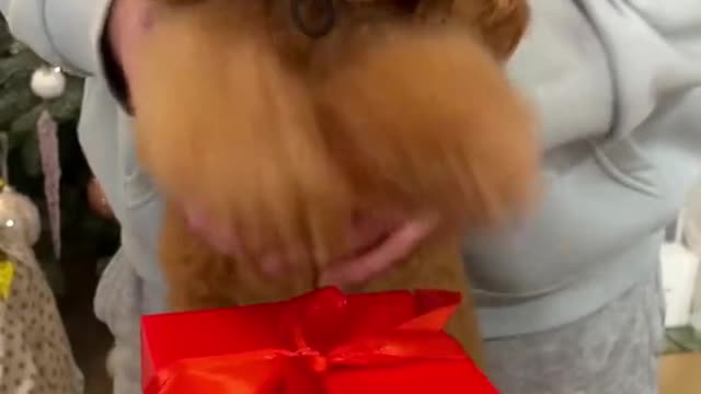 Cutest Doggos of TikTok ~ Dogs Doing Funny Things Compilation