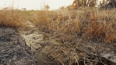 Hippo vs Lion Clan | Natural World | BBC Earth