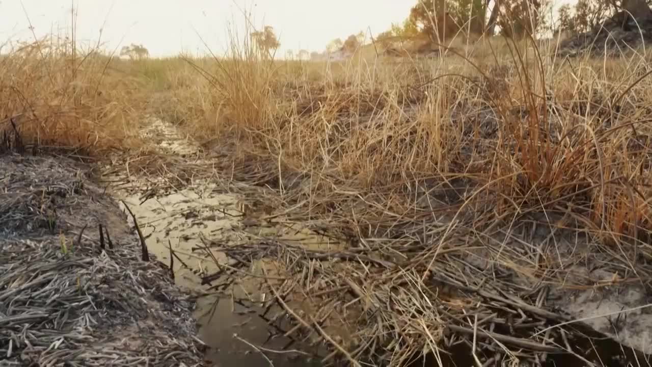 Hippo vs Lion Clan | Natural World | BBC Earth