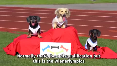 The Weinerlympics