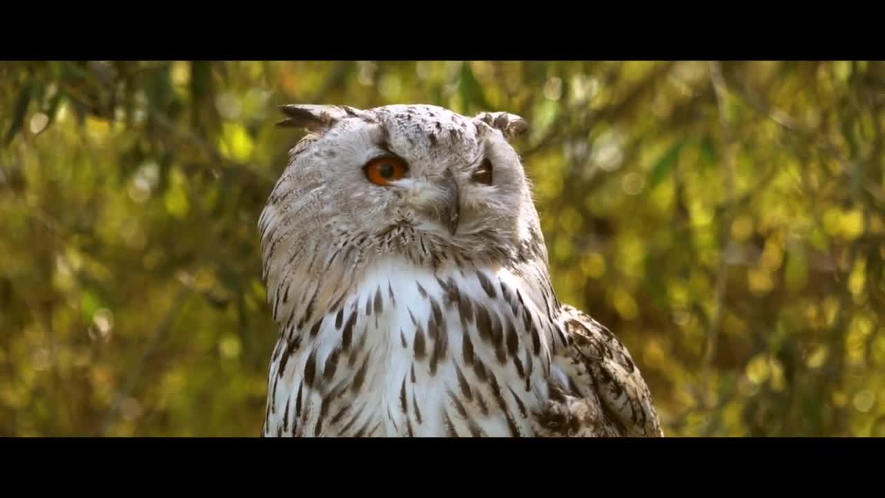 SIBERIAN OWLS