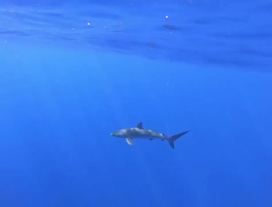 Silky Shark Cruising Around A Boat In Niue