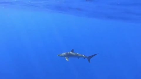 Silky Shark Cruising Around A Boat In Niue