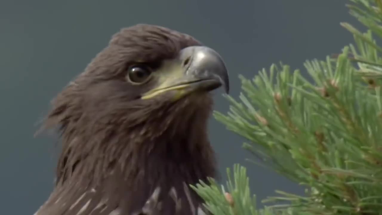 How Eagles Hunt Wolves_ - Eagle Attacks Caught on Camera