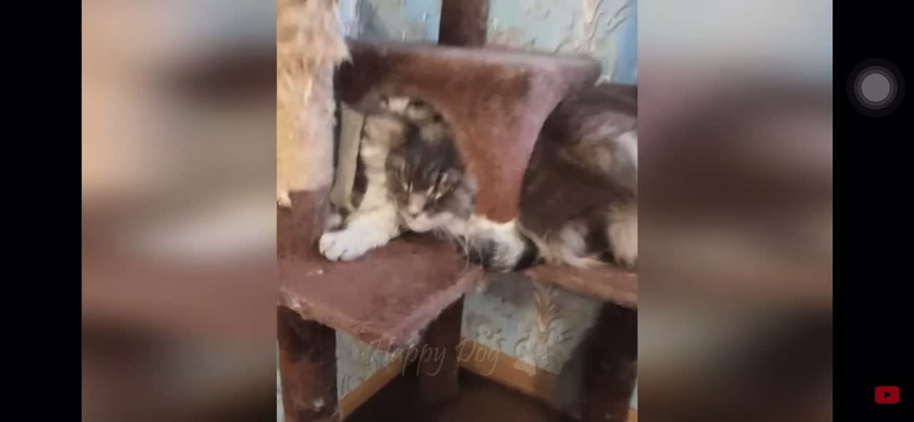 funny animal video