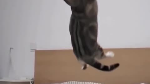 jumping cat