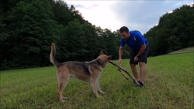 Dog and man playing